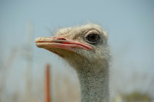 Photo close-up of duck