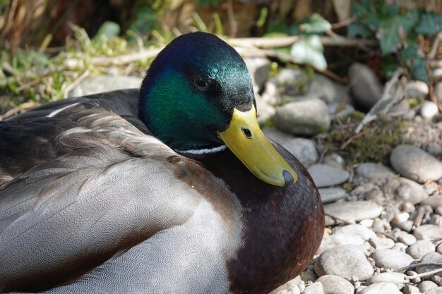 Close-up of duck