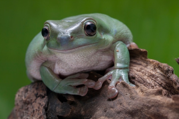 Close-up Dumpy green tree frog