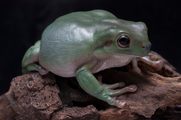 Close-up Dumpy green tree frog