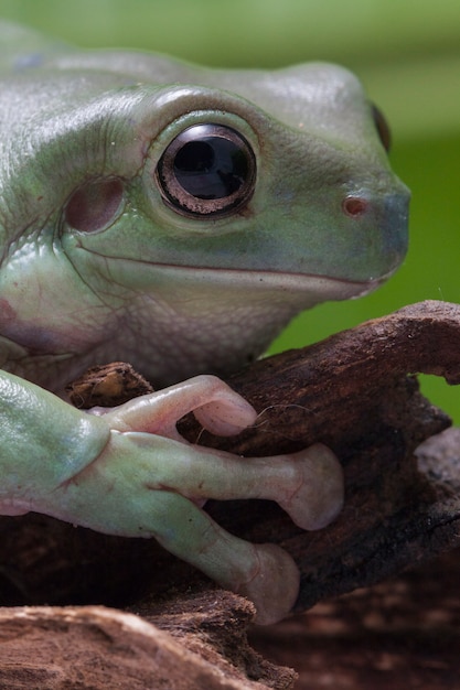 Close-up Dumpy green tree frog