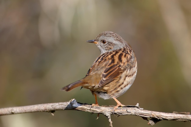 Close-up of a dunnock (Prunella modularis) in winter plumage, photographed in its natural habitat of dense bush and against a beautifully blurred background.