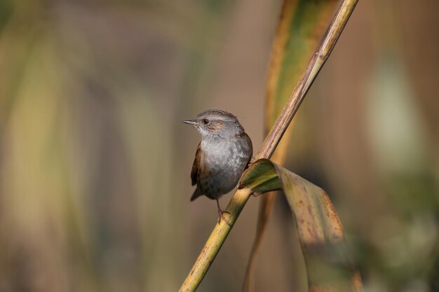 Close-up of a dunnock (Prunella modularis) in winter plumage, photographed in its natural habitat of dense bush and against a beautifully blurred background.