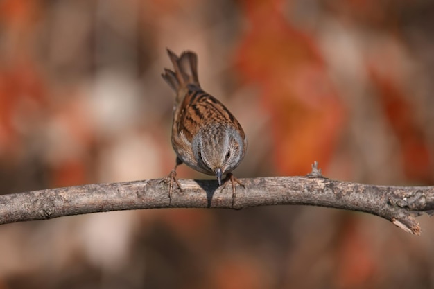 Close-up of a dunnock (Prunella modularis) in winter plumage, photographed in its natural habitat of dense bush and against a beautifully blurred background.