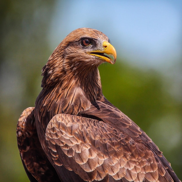 Photo close-up of eagle against blurred background