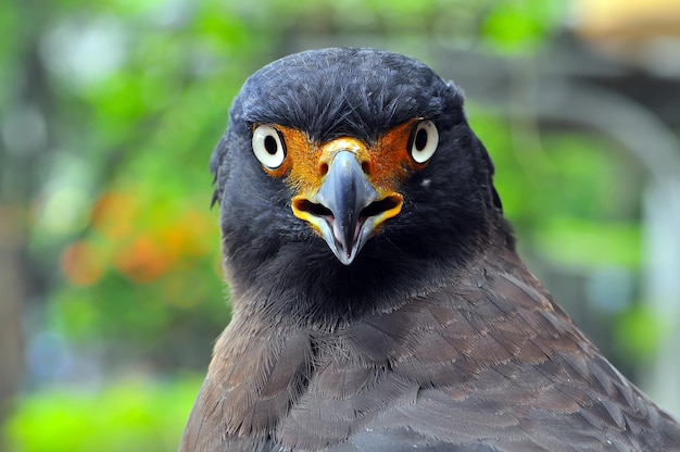 close up of a eagle