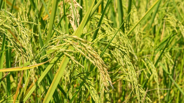 Close up of an ear rice plant in Thailand