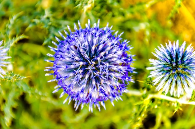 Photo close-up of echinops plants, perennial herbs in a sunny field day.