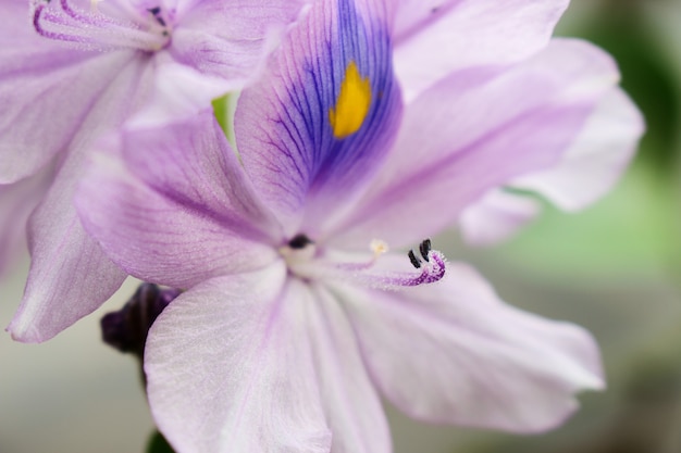 Close Up of Eichhornia crassipes Flower