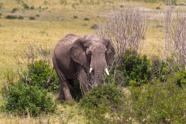 Close up on elephant in bushes oh savanna