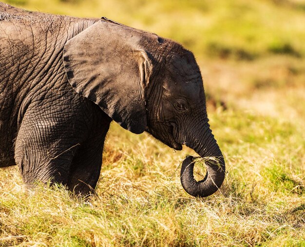 Photo close-up of elephant on field