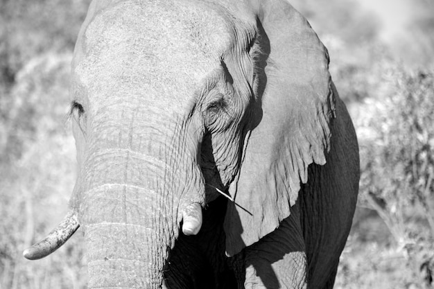 Photo close-up of elephant on field