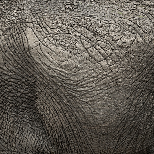 Photo close-up on an elephant hide