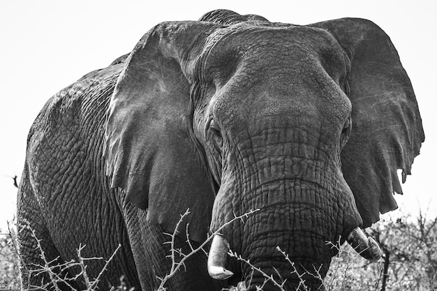 Photo close-up of elephant on land