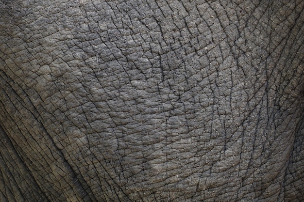 Close up The elephant Skin is big wildlift animal for texture and pattern skin