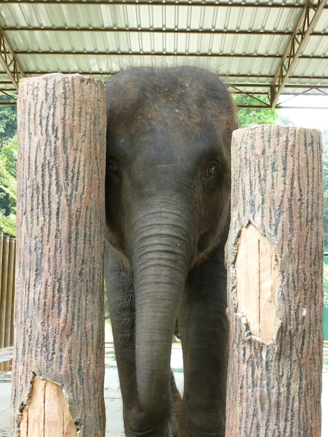 Photo close-up of elephant on tree trunk