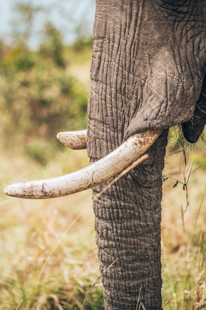 Photo close-up of elephant on tree trunk