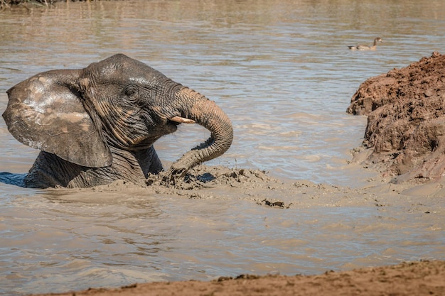 Photo close-up of elephant in water