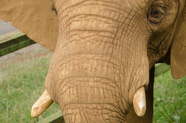 Photo close up of elephant