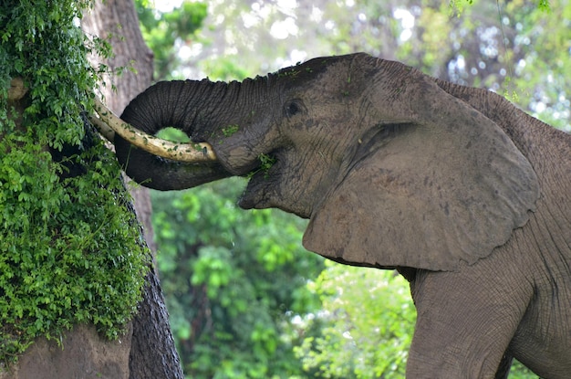 Photo close-up of elephant