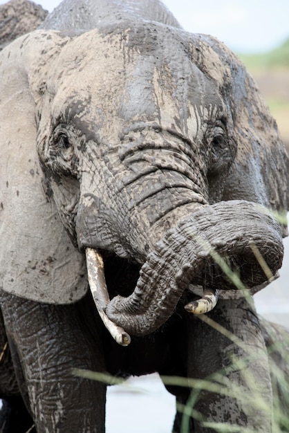 Close-up of elephant