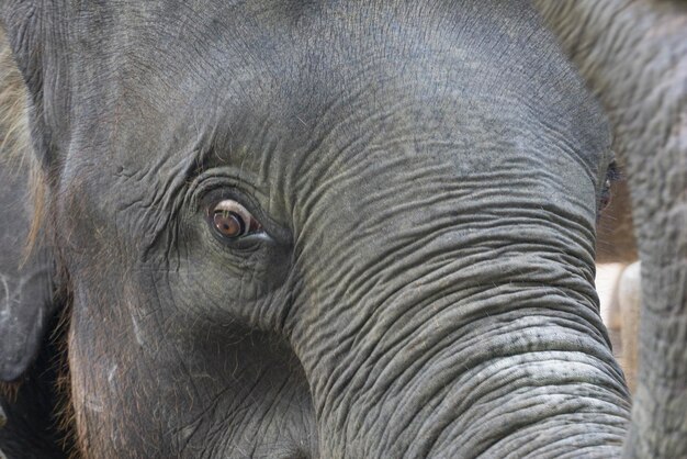 Photo close-up of elephant