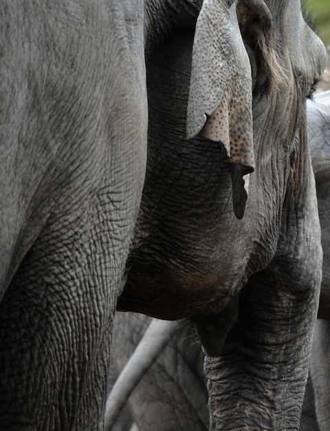 Close-up of elephant