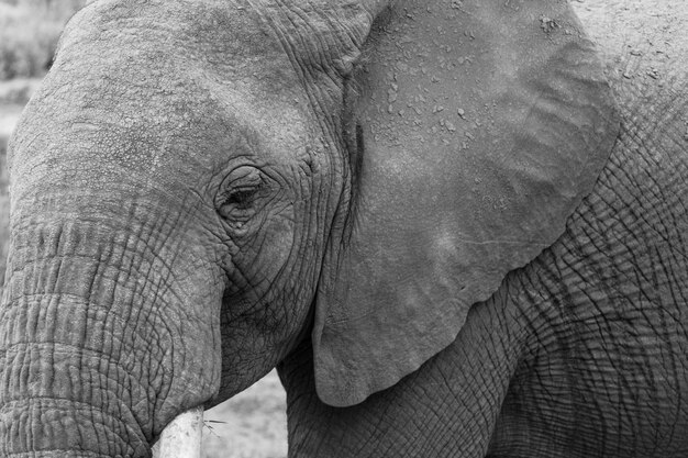 Photo close-up of elephant