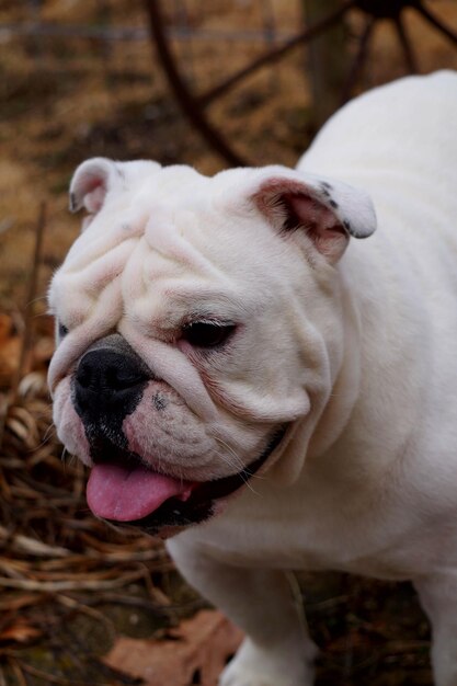 Photo close-up of english bulldog sticking out tongue on field