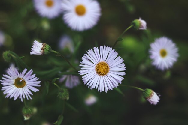 a close up of Erigeron annuus flowers in the garden