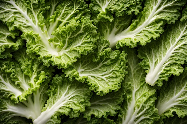 Close up escarole on background