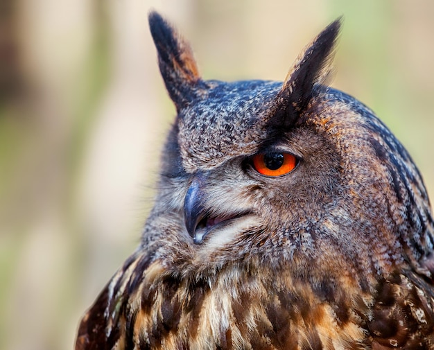 A close-up of an eurasian eagle owl with open beak on soft background