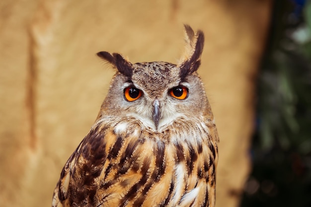 Close up of Eurasian EagleOwl with blurred background