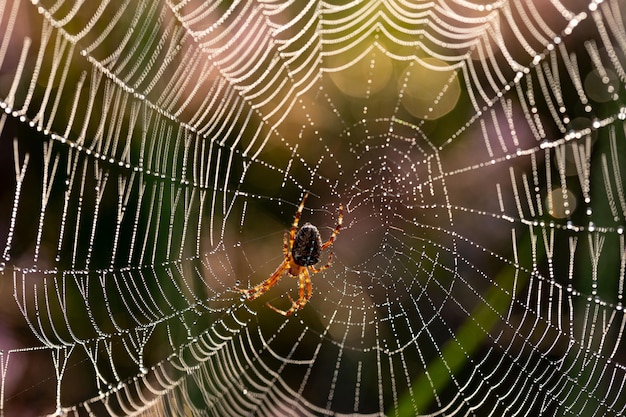 Close-up of an European garden spider (cross spider, Araneus dia