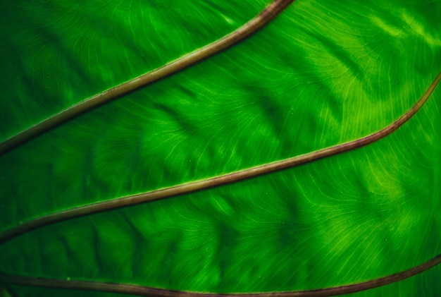 Close-up exotic tropical leaf