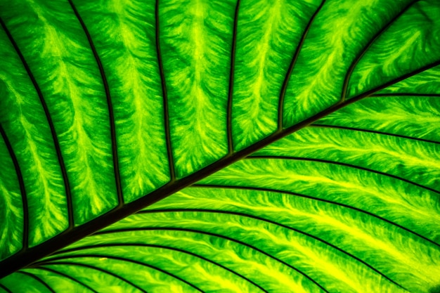 Close-up exotic tropical leaf