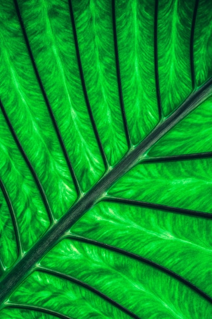 Close-up exotic tropical leaf