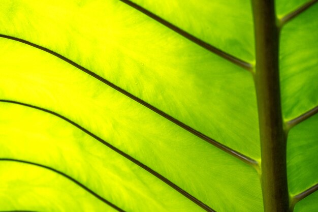 Close-up exotic tropical leaf