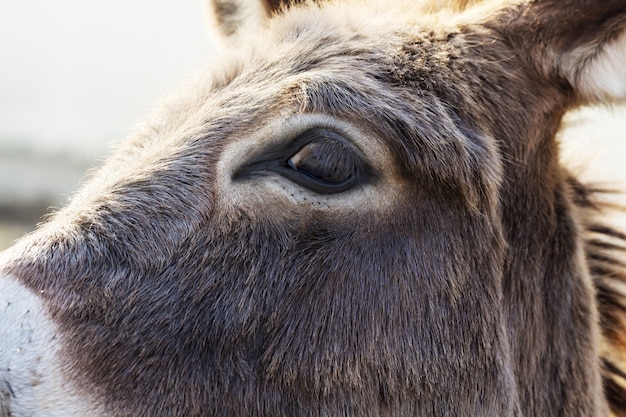 Close up of eye of donkey in a meadow