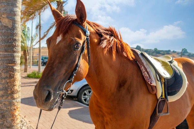 Close up face of bay horse in black leather bridle portrait Brown arabian horse mare with harness Chestnut horse looking at camera Horse looks forward with raised ears Head animal with long mane