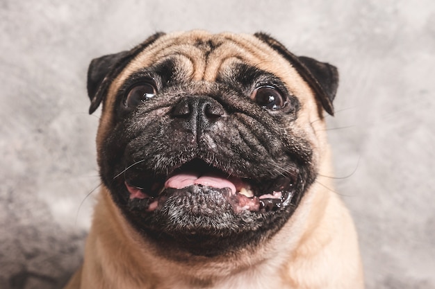 Close up face of cute pug dog