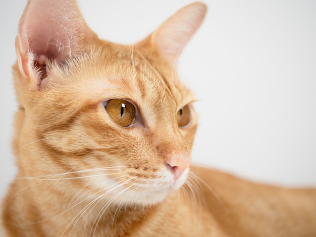 Close up face of domestic cat big eyes yellow color portrait