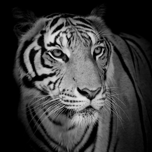 Close up face tiger isolated on black background