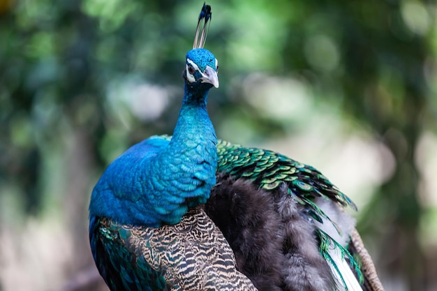 Close up faces and feathers on the peacock head