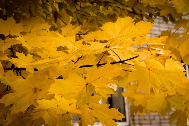 Close-up of fall maple leaves