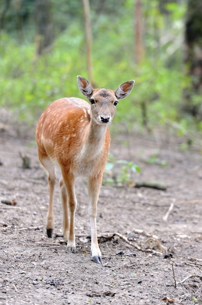 Close-up fallow deer in wild nature