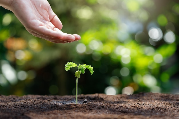 Close up Farmer Hand watering young baby seedling plants tamarind tree