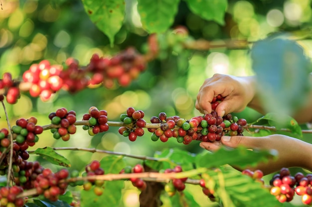 Close up farmer Hands harvest coffee bean ripe Red berries plant fresh seed coffee tree growth in organic farm at Chiang Rai Thailand