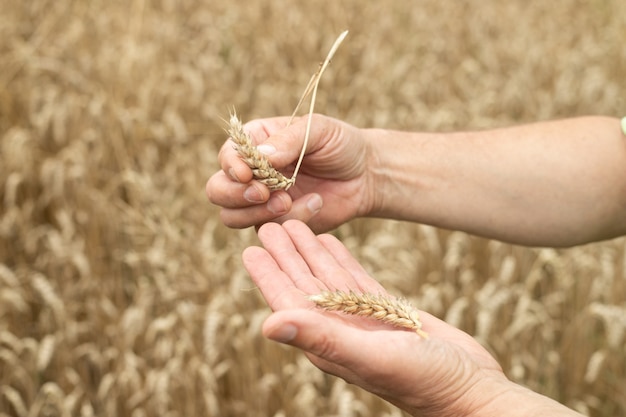 Close up of farmer showing his wheat