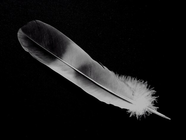 Close-up of feather against black background